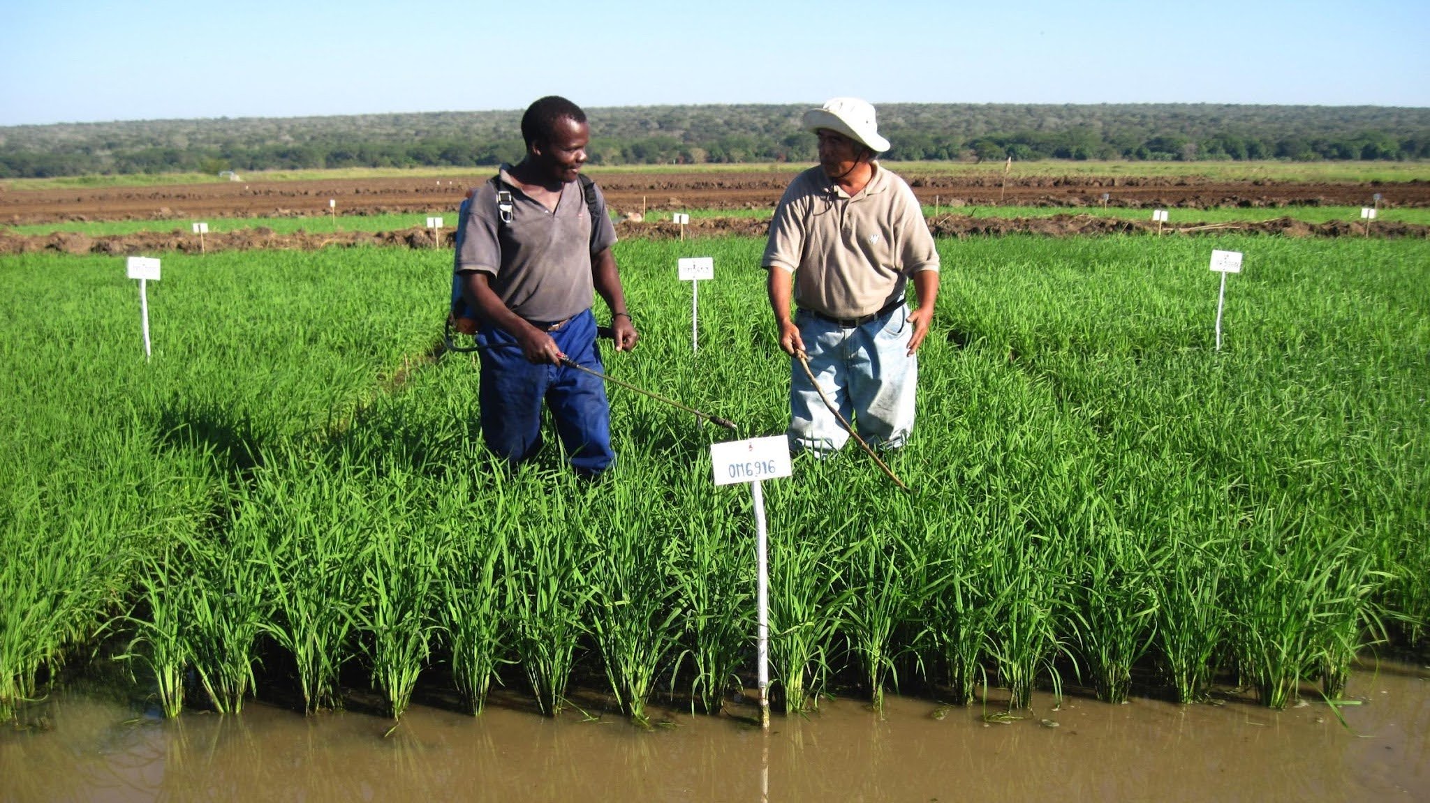 GMX_Mozambique Bella Vista seed