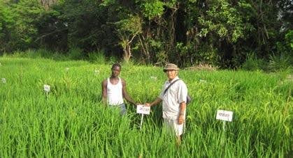 GMX_Sierra Leone Seed 
